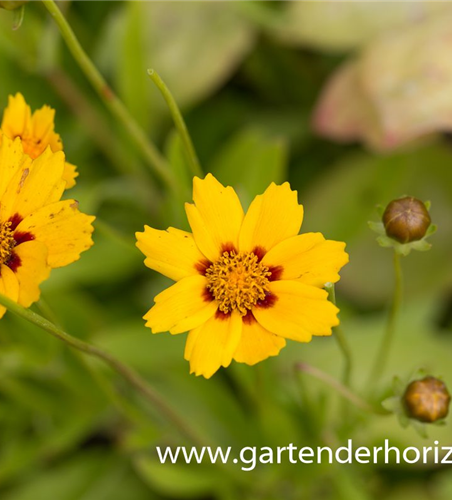 Coreopsis lanceolata 'Sterntaler'