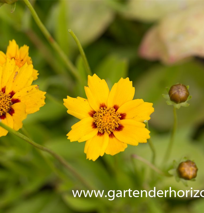 Niedriges Mädchenauge