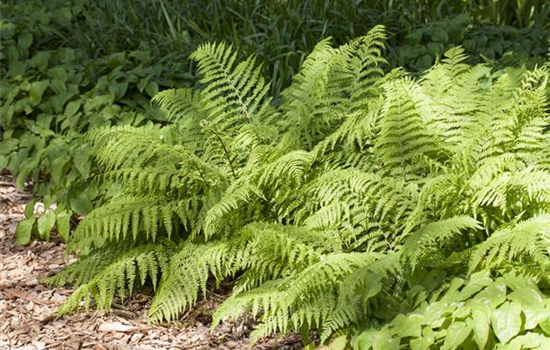 Traumhaft schön: Die dekorative Gartengestaltung mit Farnen