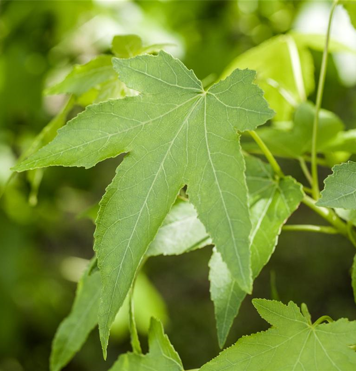 Liquidambar styraciflua 'Slender Silhouette'