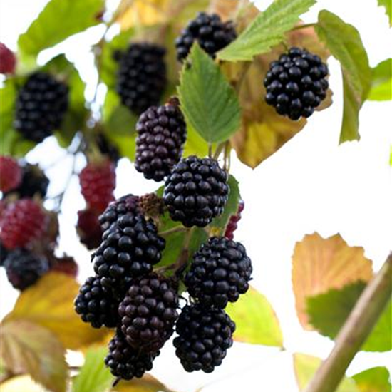 Brombeere 'Navaho'®
