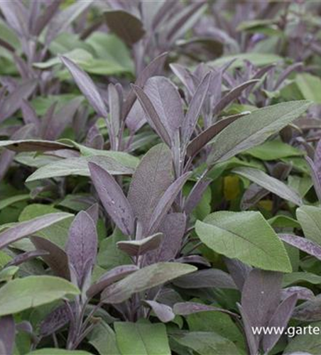 Salvia officinalis 'Purpurascens'