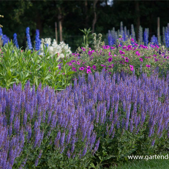 Garten-Blüten-Salbei 'Blauhügel'