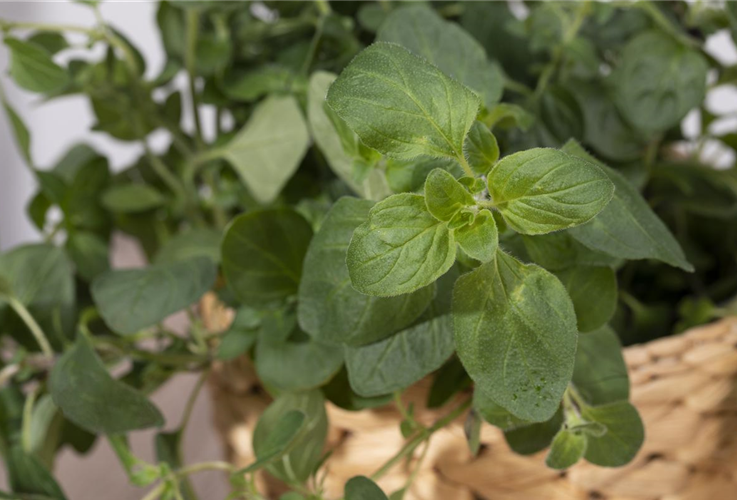 Oregano gehört zu den beliebtesten mediterranen Kräutern