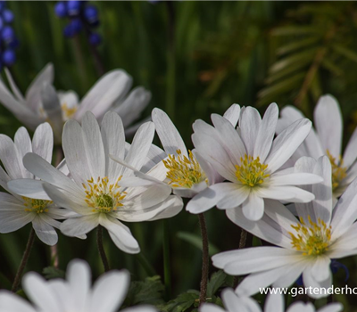 Garten-Strahlen-Windröschen 'White Splendour'