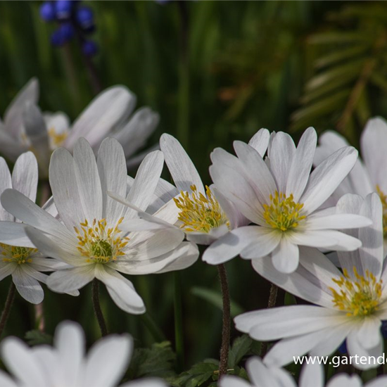 Garten-Strahlen-Windröschen 'White Splendour'