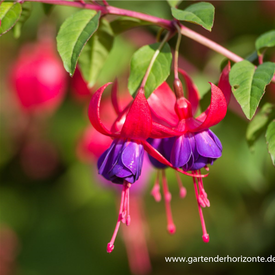 Fuchsie Fuchsie