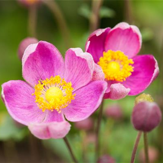 China-Herbst-Anemone 'Praecox'