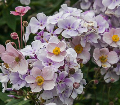 Filzige Garten-Herbst-Anemone 'Robustissima'