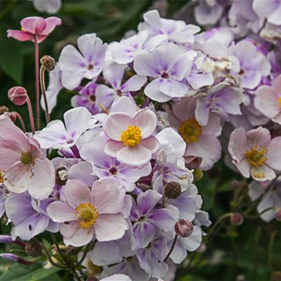 Filzige Garten-Herbst-Anemone 'Robustissima'