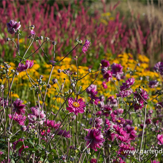 Garten-Herbst-Anemone 'Pamina'