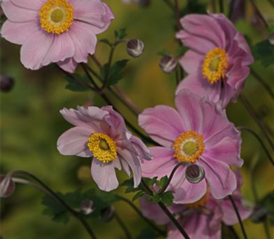 Filzige Garten-Herbst-Anemone 'Serenade'