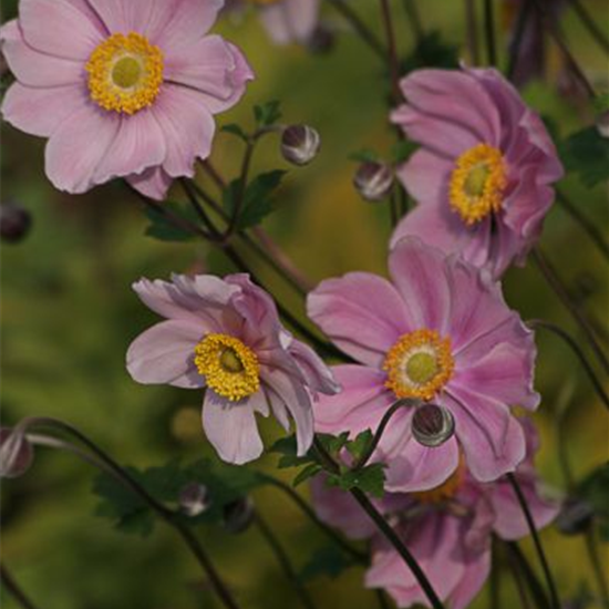 Filzige Garten-Herbst-Anemone 'Serenade'