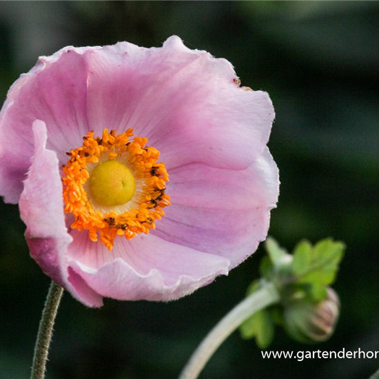 Garten-Herbst-Anemone 'September Charm'