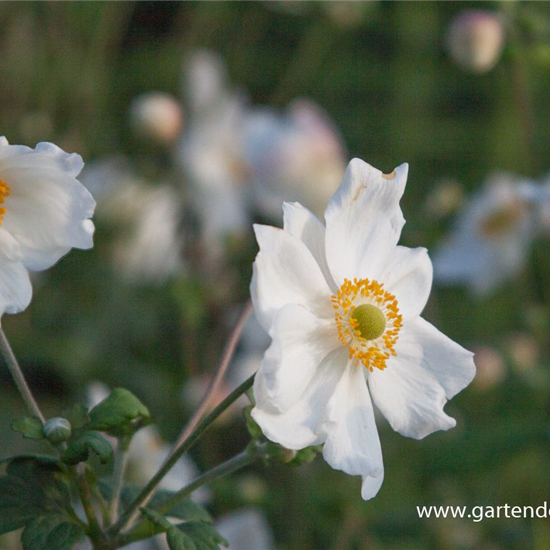 Garten-Herbst-Anemone 'Honorine Jobert'