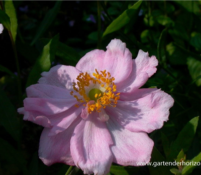 Garten-Herbst-Anemone 'Königin Charlotte'