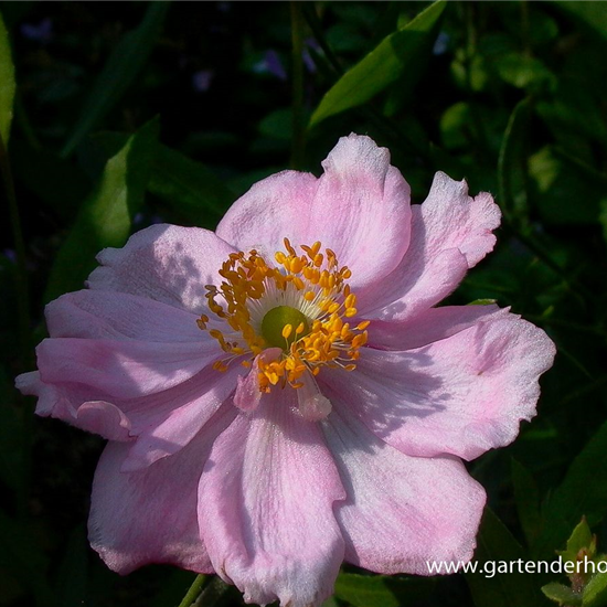 Garten-Herbst-Anemone 'Königin Charlotte'