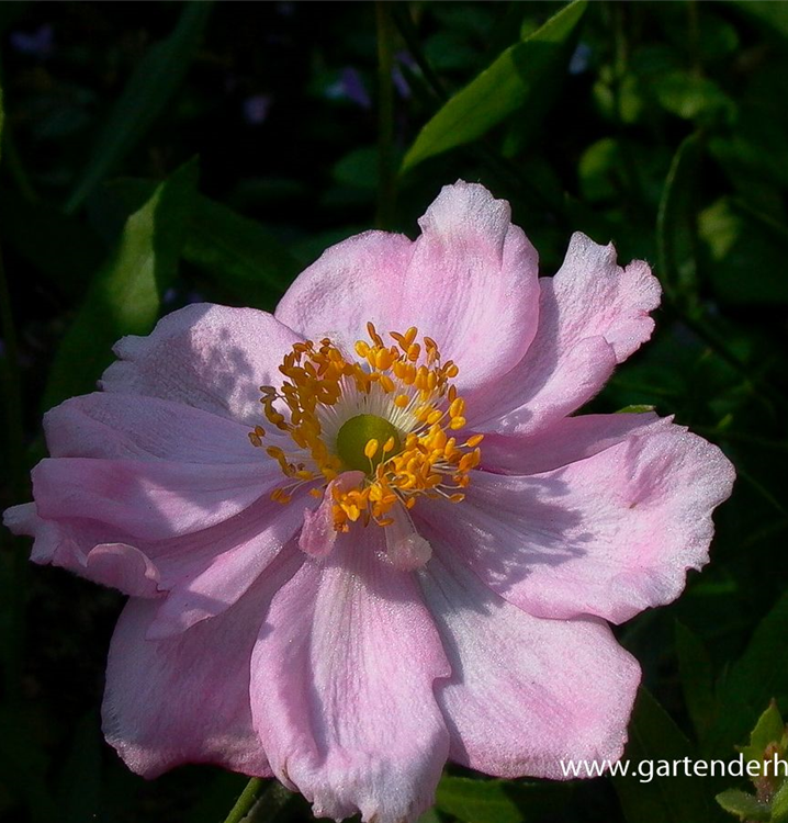 Anemone japonica 'Königin Charlotte'