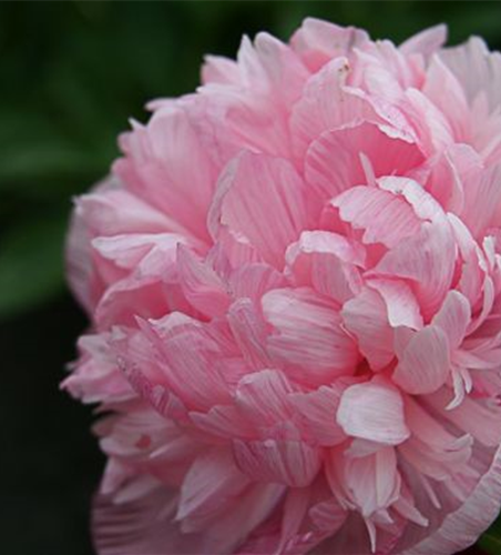 Bauerngarten-Pfingstrose 'Rosea Plena'