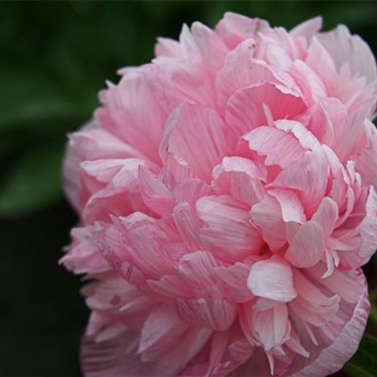 Bauerngarten-Pfingstrose 'Rosea Plena'