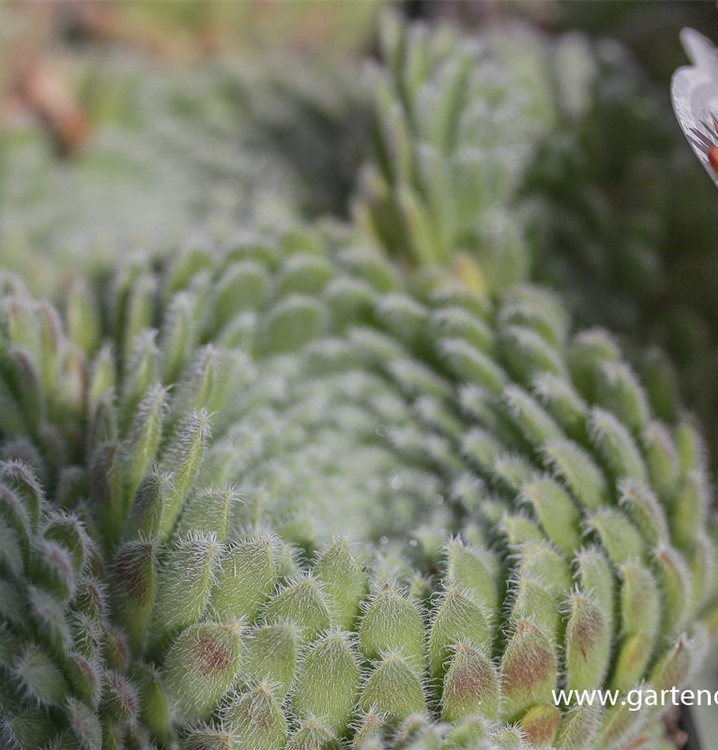 Sempervivum ciliosum 'Borisii'