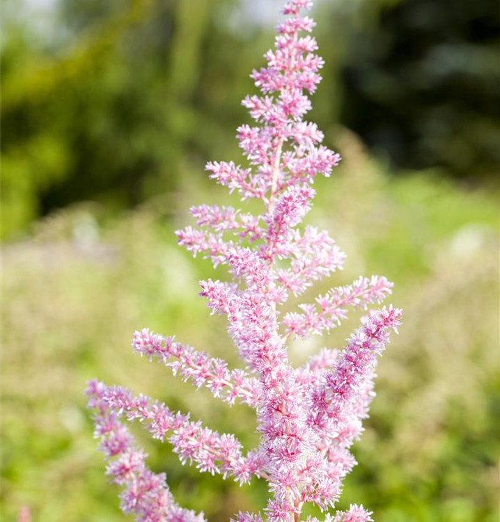 Astilbe x arendsii 'Cattleya'