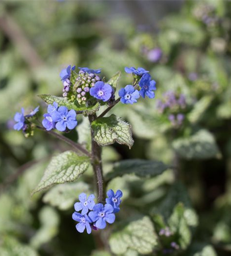 Brunnera macrophylla 'Jack Frost' -R-