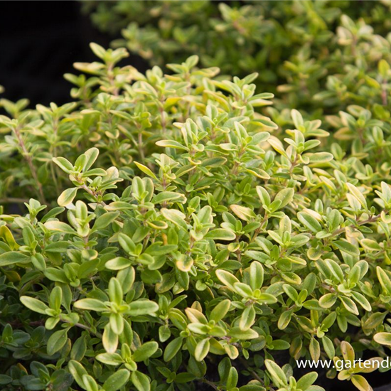 Garten-Thymian 'Golden Dwarf'