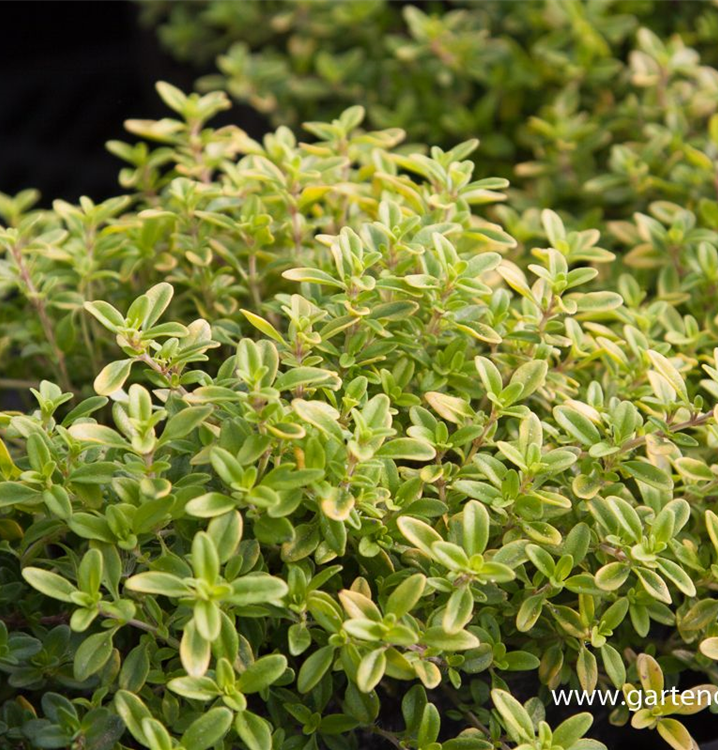 Thymus x citriodorus 'Golden Dwarf'