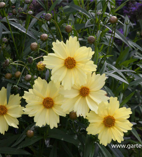 Coreopsis grandiflora 'Full Moon'