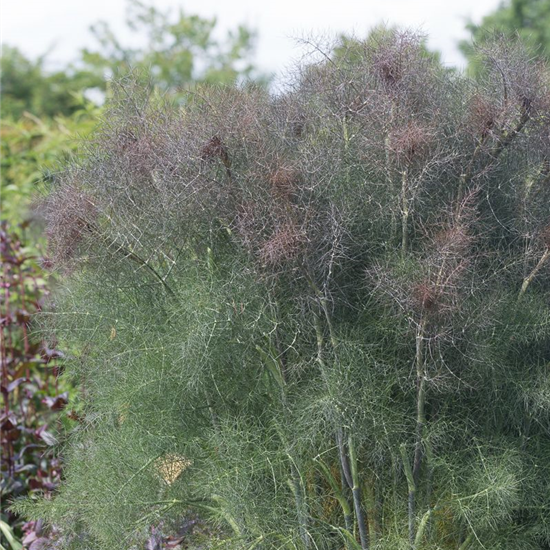 Dunkelblättriger Garten-Fenchel 'Atropurpureum'