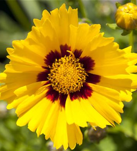 Coreopsis grandiflora 'Sonnenkind'