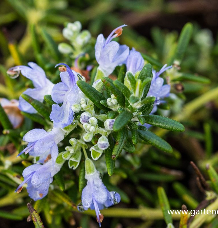 Rosmarinus officinalis 'Blue Rain'