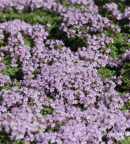 Zitronen-Thymian Zitronen-Thymian