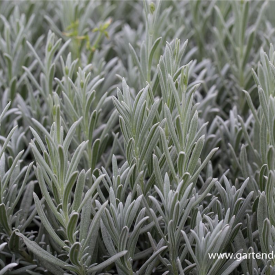 Echter Lavendel 'Silver Mist'