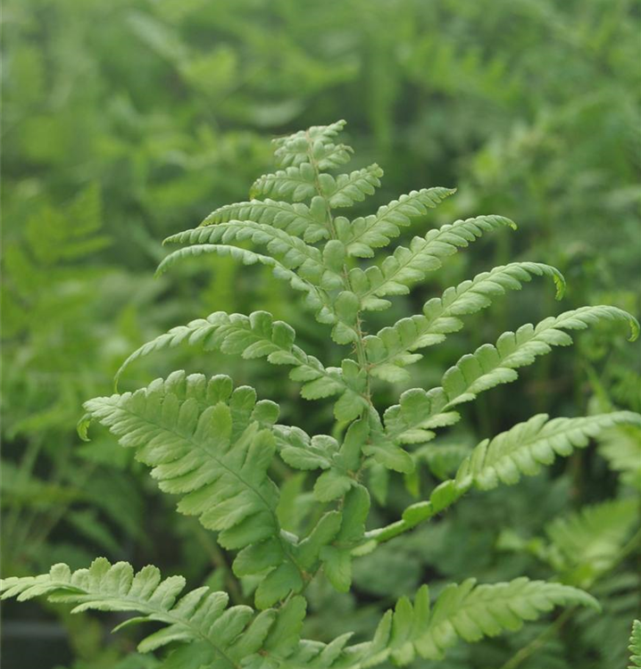 Thelypteris palustris