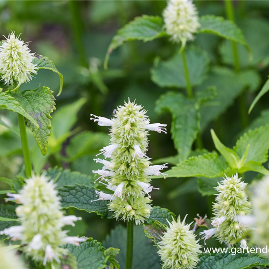 Garten-Duftnessel 'Alabaster'