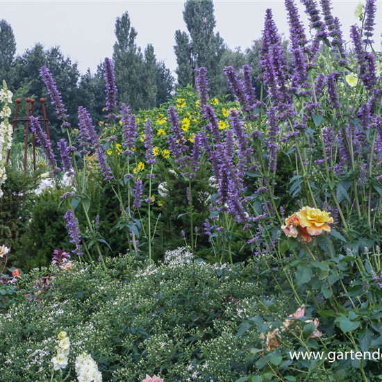 Garten-Duftnessel 'Serpentine'