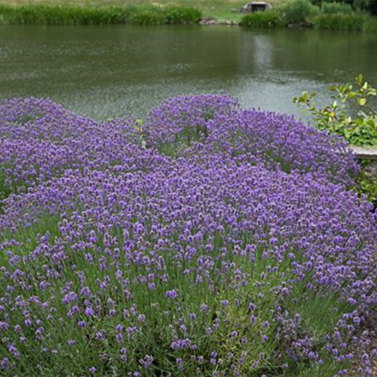 Lavendel