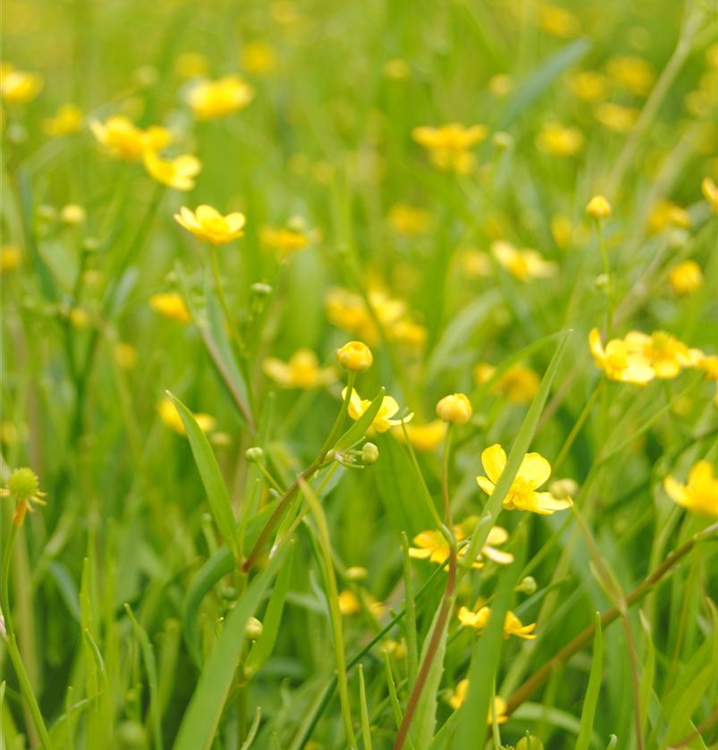 Ranunculus flammula