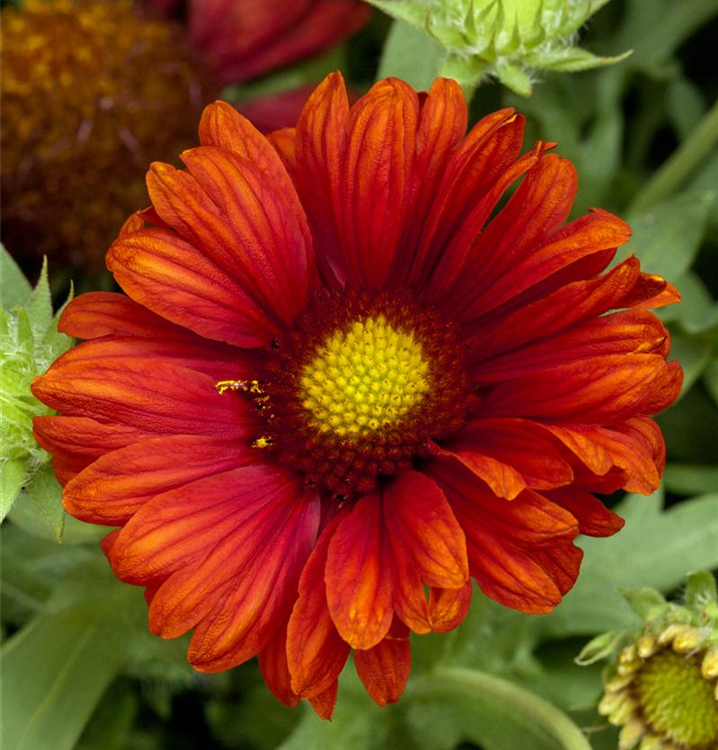 Gaillardia x grandiflora 'Burgunder'