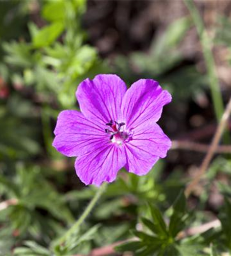Garten-Blut-Storchschnabel 'Tiny Monster'
