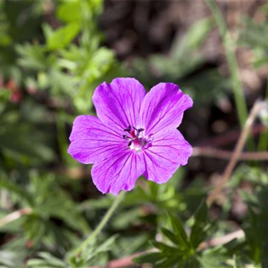 Garten-Blut-Storchschnabel 'Tiny Monster'