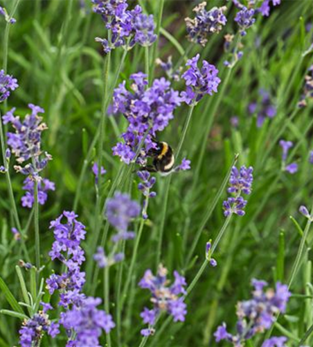 Lavandula angustif.'Blue Scent Early' -R-