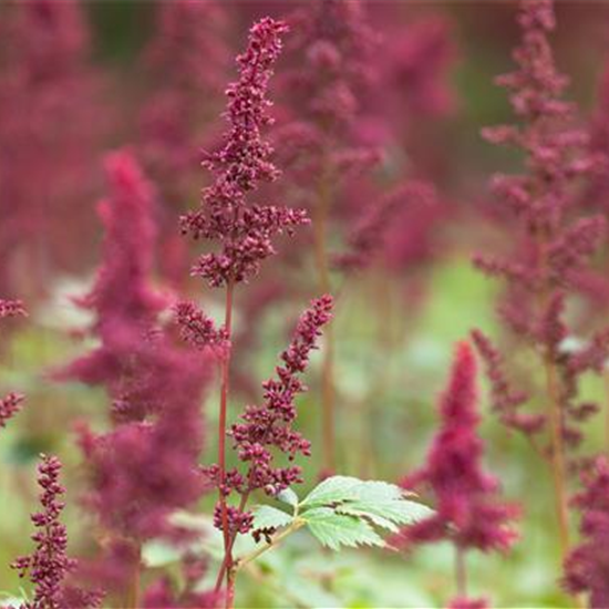 Arends Garten-Prachtspiere 'Fanal'