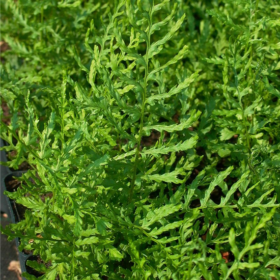 Garten-Schellenbaum-Wurmfarn 'Linearis Polydactyla'