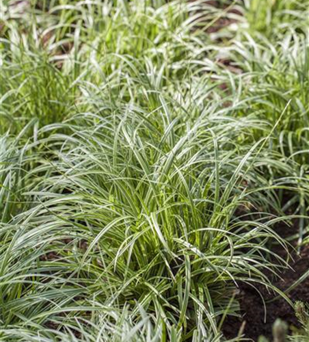 Carex morrowii Carex morrowii