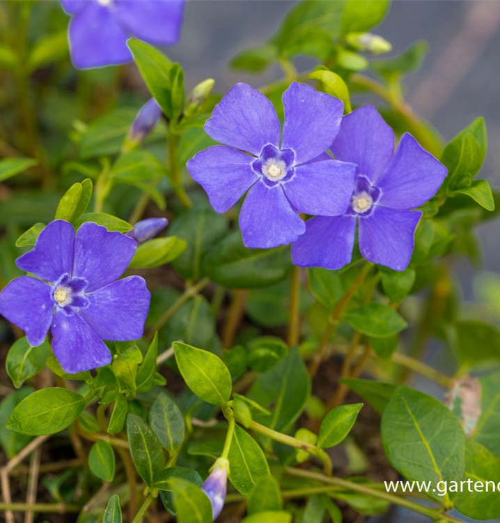 Kleines GartenImmergrün 'Marie'(s)