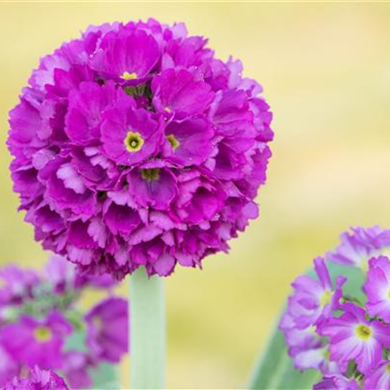 Kugelige Garten-Schlüsselblume 'Rubin'