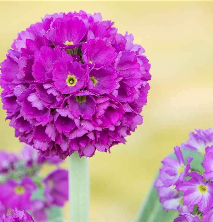 Primula denticulata 'Rubin'